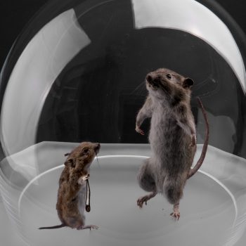 Glassart - Glass Gallery Stölting - Alena Matejka davidgoliard1 square