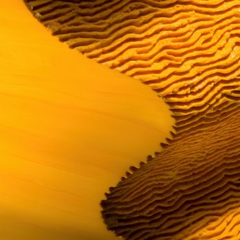 Glassart - Glass Gallery Stölting - Ivana Masitova Sand Dune SQ2